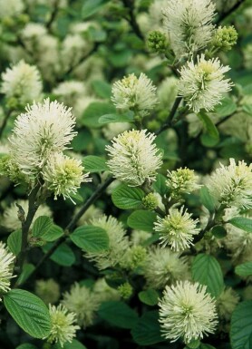 Großer Federbuschstrauch Fothergilla major Topf Fothergilla major Strauch