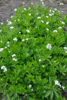 Echter Waldmeister Galium odoratum Topf Galium odoratum