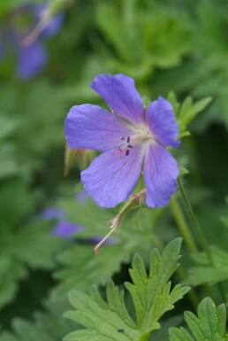 Storchschnabel Geranium 'Johnson's Blue' Topf Geranium 'Johnson's Blue'