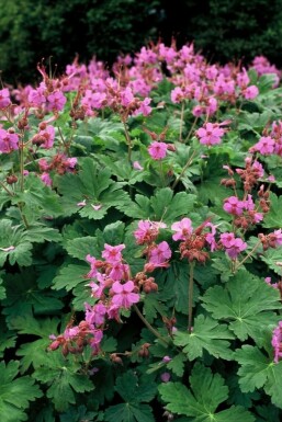 Balkan-Storchschnabel Geranium macrorrhizum 'Ingwersen's Variety' Topf Geranium macrorrhizum 'Ingwersen's Variety'