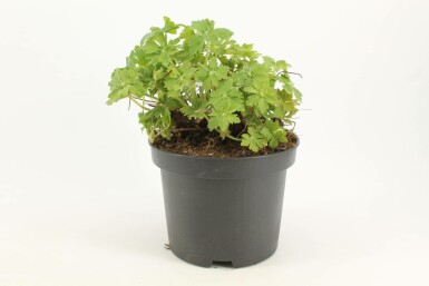 Balkan-Storchschnabel Geranium macrorrhizum 'Ingwersen's Variety' Topf Geranium macrorrhizum 'Ingwersen's Variety'