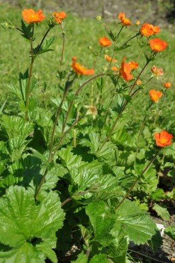 Nelkenwurz Geum coccineum 'Borisii' Topf Geum coccineum 'Borisii'