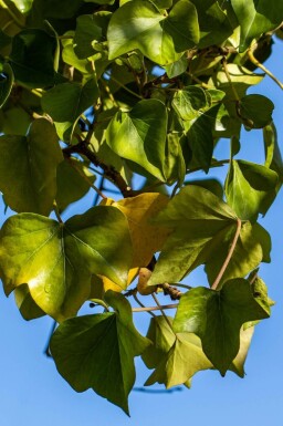 Strauch-Efeu Hedera helix 'Arborescens' Topf Hedera helix 'Arborescens' Strauch