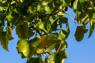 Strauch-Efeu Hedera helix 'Arborescens' Topf Hedera helix 'Arborescens' Strauch