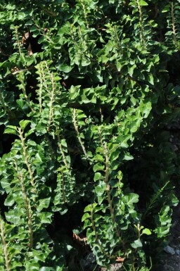Efeu Hedera helix 'Erecta' Topf Hedera helix 'Erecta' Strauch