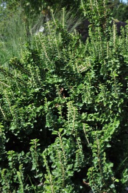 Efeu Hedera helix 'Erecta' Topf Hedera helix 'Erecta' Strauch