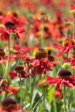 Garten-Sonnenbraut Helenium 'Moerheim Beauty' Topf Helenium 'Moerheim Beauty'