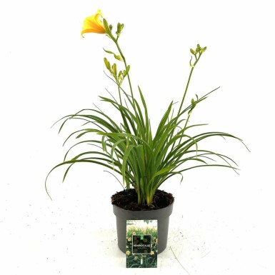 Garten-Taglilie Hemerocallis 'Stella de Oro' Topf Hemerocallis 'Stella de Oro'