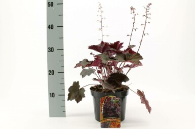 Purpurglöckchen Heuchera micrantha 'Palace Purple' Topf Heuchera micrantha 'Palace Purple'