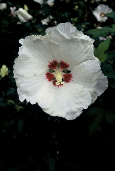 Hibiscus syriacus 'Red Heart' C3 40-45