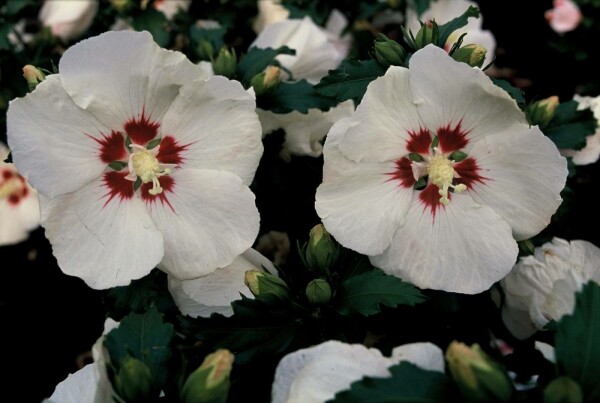 Hibiscus syriacus 'Red Heart' Halbstamm