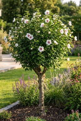 Hibiscus syriacus 'Red Heart' Strauch 80-100 cm