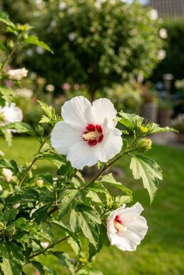 Hibiscus syriacus 'Red Heart' Strauch 80-100 cm