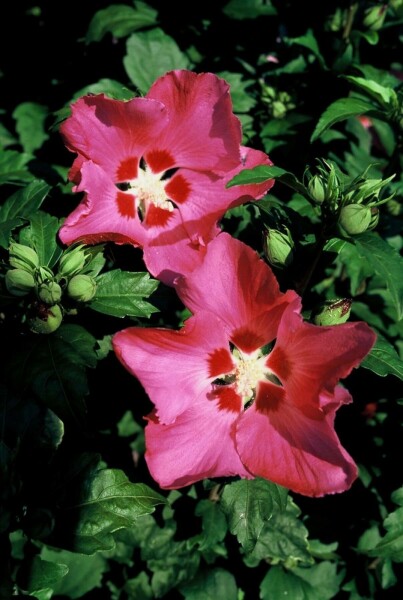 Hibiscus syriacus 'Woodbridge' Halbstamm