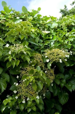 Kletter-Hortensie Hydrangea anomala petiolaris Topf Hydrangea anomala subsp. petiolaris Strauch