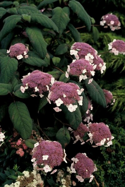 Fell-Hortensie Hydrangea aspera 'Macrophylla' strauch 20-30 C3 Hydrangea aspera 'Macrophylla' Strauch 20-30 cm