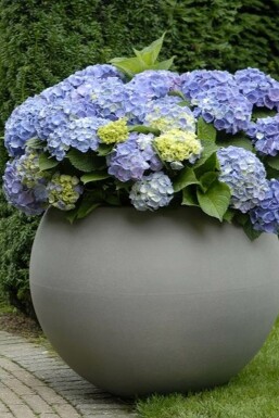 Bauern-Hortensie Hydrangea macrophylla 'Forever & Ever® Blue' Topf Hydrangea macrophylla 'Forever & Ever® Blue' Strauch