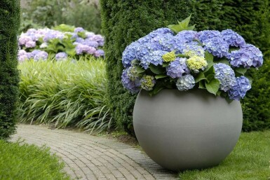 Bauern-Hortensie Hydrangea macrophylla 'Forever & Ever® Blue' Topf Hydrangea macrophylla 'Forever & Ever® Blue' Strauch