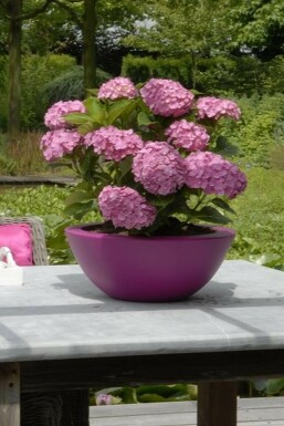 Bauern-Hortensie Hydrangea macrophylla 'Forever & Ever® Pink' Topf Hydrangea macrophylla 'Forever & Ever® Pink' Strauch