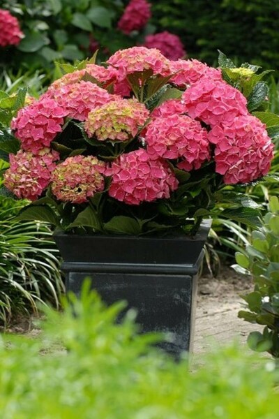 Bauern-Hortensie Hydrangea macrophylla 'Forever & Ever® Red' Topf Hydrangea macrophylla 'Forever & Ever® Red' Strauch