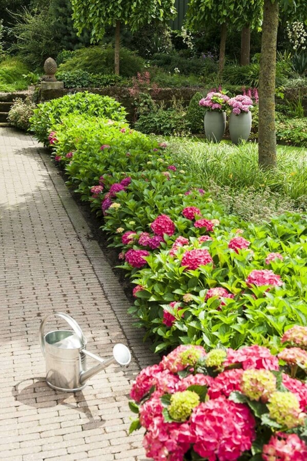 Bauern-Hortensie Hydrangea macrophylla 'Forever & Ever® Red' Topf Hydrangea macrophylla 'Forever & Ever® Red' Strauch