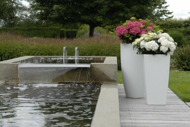 Bauern-Hortensie Hydrangea macrophylla 'Forever & Ever® White' Topf Hydrangea macrophylla 'Forever & Ever® White' Strauch