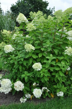 Rispen-Hortensie 'Limelight' Hydrangea paniculata 'Limelight' strauch 30-40 C2 Hydrangea paniculata 'Limelight' Strauch 30-40 cm