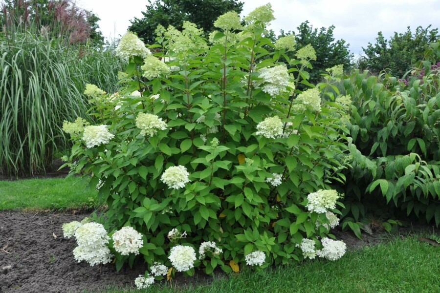 Rispen-Hortensie 'Limelight' Hydrangea paniculata 'Limelight' strauch 30-40 C2 Hydrangea paniculata 'Limelight' Strauch 30-40 cm