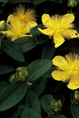 Teppich-Johanniskraut Hypericum calycinum Topf Hypericum calycinum