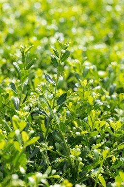 Zwerg-Bergilex Ilex crenata 'Stokes' Topf Ilex crenata 'Stokes' Strauch