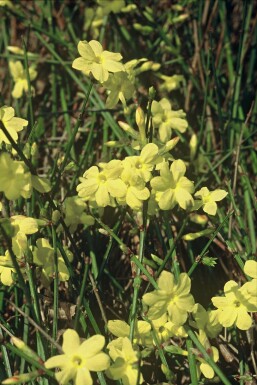 Winterjasmin Jasminum nudiflorum Topf Jasminum nudiflorum Strauch