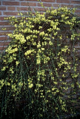 Winterjasmin Jasminum nudiflorum Topf Jasminum nudiflorum Strauch