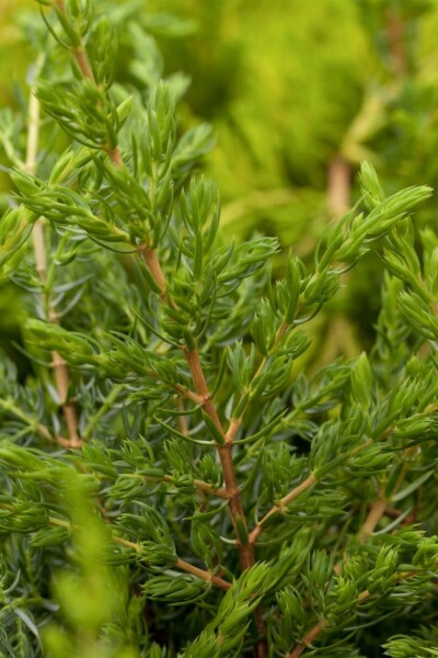 Juniperus communis 'Repanda' Strauch 30-35 cm C3
