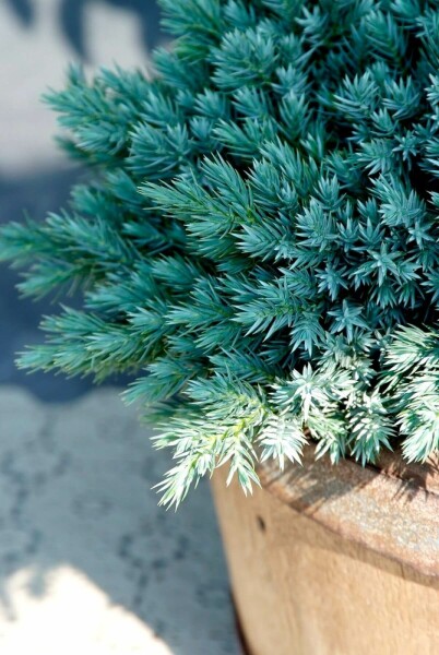 Zwerg-Wacholder 'Blue Star' Juniperus squamata 'Blue Star' strauch 15-20 C2 Juniperus squamata 'Blue Star' Strauch 15-20 cm