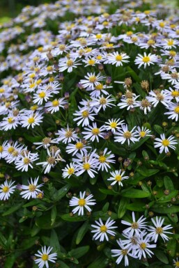 Garten Schön-Aster Kalimeris incisa 'Nana Blue' Topf Kalimeris incisa 'Nana Blue'