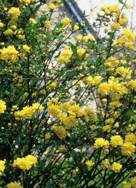 Gefüllter Ranunkelstrauch Kerria Japonica 'Pleniflora' Topf Kerria japonica 'Pleniflora' Strauch