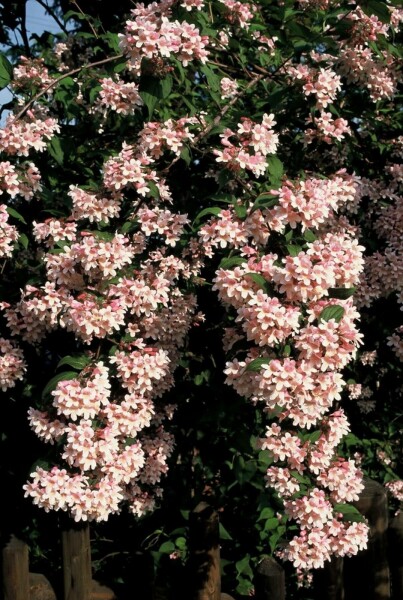 Kolkwitzie 'Pink Cloud' Kolkwitzia amabilis 'Pink Cloud' strauch 50-60 C6,5 Kolkwitzia amabilis 'Pink Cloud' Strauch 50-60 cm