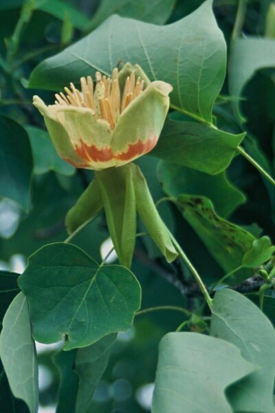 Amerikanischer Tulpenbaum Liriodendron tulipifera strauch 60-80 C5 Liriodendron tulipifera Strauch 60-80 cm