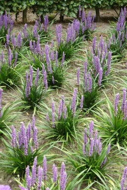Lilientraube Liriope muscari 'Moneymaker' Topf Liriope muscari 'Moneymaker'
