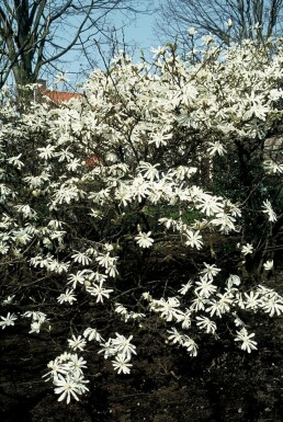 Stern-Magnolie Magnolia stellata Topf Magnolia stellata Strauch