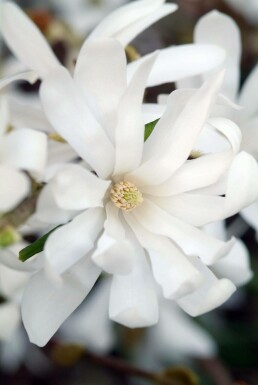 Stern-Magnolie Magnolia stellata Topf Magnolia stellata Strauch