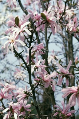 Stern-Magnolie Magnolia stellata 'Rosea' Topf Magnolia stellata 'Rosea' Strauch