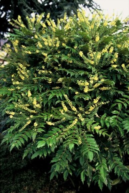 Mahonie Mahonia media 'Winter Sun' Topf Mahonia media 'Winter Sun' Strauch
