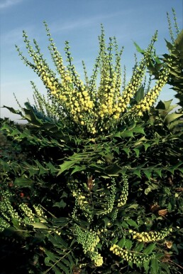 Mahonie Mahonia media 'Winter Sun' Topf Mahonia media 'Winter Sun' Strauch