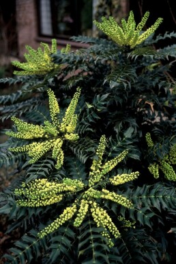 Mahonie 'Winter Sun' Mahonia media 'Winter Sun' strauch 30-40 C3,5 Mahonia media 'Winter Sun' Strauch 30-40 cm