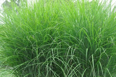 Feinhalm-Chinaschilf Miscanthus sinensis 'Gracillimus' Topf Miscanthus sinensis 'Gracillimus'
