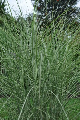Weißbuntes Chinaschilf Miscanthus sinensis 'Morning Light' Topf Miscanthus sinensis 'Morning Light'