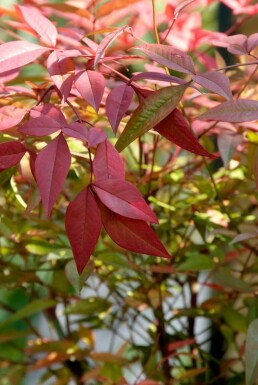 Himmelsbambus Nandina domestica Topf Nandina domestica Strauch