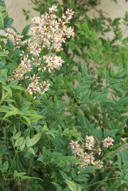 Himmelsbambus Nandina domestica Topf Nandina domestica Strauch