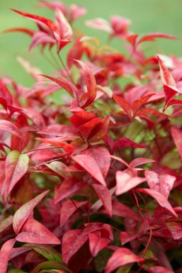 Himmelsbambus Nandina domestica 'Firepower' Topf Nandina domestica 'Firepower' Strauch